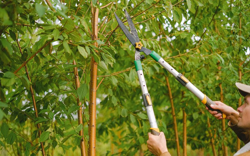Tree trimming in Wallula, WA